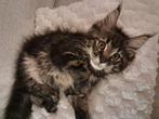 jongen. Maine Coon. 3 maanden oud, Poes, 0 tot 2 jaar