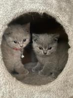 Britse Korthaar Kittens te koop, Dieren en Toebehoren, Katten en Kittens | Raskatten | Korthaar, Meerdere dieren, Gechipt, 0 tot 2 jaar