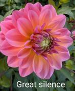 Dahlia knollen te koop, Tuin en Terras, Bloembollen en Zaden, Ophalen of Verzenden, Volle zon, Knol