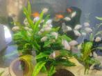 Zebracichliden albino, Vis