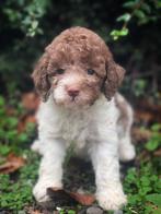 Italiaanse waterhond pups bij ons geboren, België, Overige rassen, CDV (hondenziekte), 8 tot 15 weken