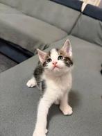 Europese korthaar kat, Dieren en Toebehoren, Katten en Kittens | Raskatten | Langhaar, Kater, 0 tot 2 jaar