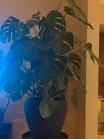 Monstera plant in ELHO pot, Ophalen of Verzenden, Halfschaduw, Minder dan 100 cm