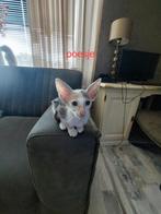 Oosterse korthaar kittens met stamboom, Meerdere dieren, Gechipt