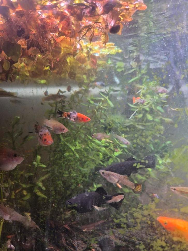 Zwaarddragers en guppies te koop, Dieren en Toebehoren, Vissen | Aquariumvissen, Zoetwatervis, Vis, Schoolvis