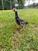 KO shamo haantje, Dieren en Toebehoren, Pluimvee, Mannelijk, Kip