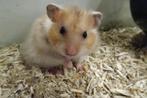 Hamster goudhamster, Dieren en Toebehoren, Knaagdieren, Meerdere dieren, Hamster, Na 1 juli 2024