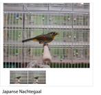 Nachtegaal Japanse Nachtegaal 2023 pop, Dieren en Toebehoren, Vogels | Overige Vogels, Meerdere dieren, Geringd, Tropenvogel