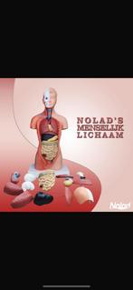 Torso 42 cm, Ophalen of Verzenden