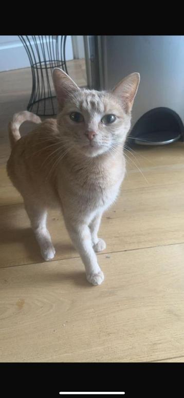 Katten beschikbaar voor biedingen