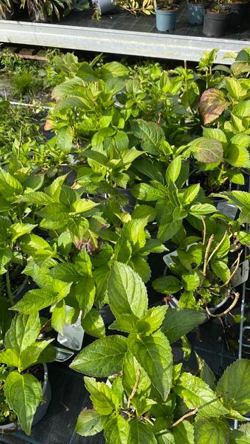 Boeren hortensia’s restpartij nu €4 per stuk !! beschikbaar voor biedingen