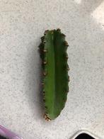 cactus stek/vetplant Euphorbia, Cactus, Minder dan 100 cm, Ophalen of Verzenden, Volle zon