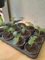 Te koop komkommer planten, Tuin en Terras, Ophalen, Zomer, Volle zon
