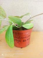 hoya Nicholsoniae potmaat 12 nummer H935, Ophalen of Verzenden, Halfschaduw, Minder dan 100 cm