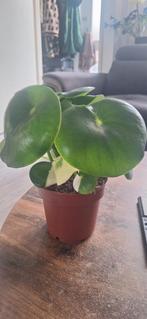 Peperomia  Polybotrya raindrop variegata, Ophalen of Verzenden, Halfschaduw, Minder dan 100 cm