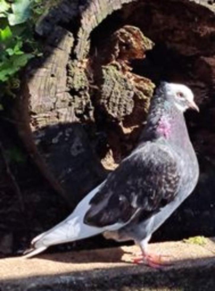 Naranjo zoekt een huisje! Sierduif, Dieren en Toebehoren, Vogels | Duiven, Overige soorten, Vrouwelijk