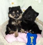 2 pomeriaan pupjes, Overige rassen, 8 tot 15 weken, Parvo, Meerdere