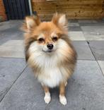 Pomeriaan, Dieren en Toebehoren, Honden | Poolhonden, Keeshonden en Oertypen, 15 weken tot 1 jaar, Teef, Eén hond, Nederland