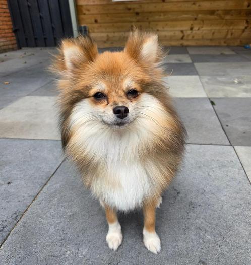 Pomeriaan, Dieren en Toebehoren, Honden | Poolhonden, Keeshonden en Oertypen, Teef, Keeshond, Particulier, Eén hond, Nederland