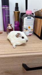 Cavia boys, Dieren en Toebehoren, Na 1 juli 2024, Tam