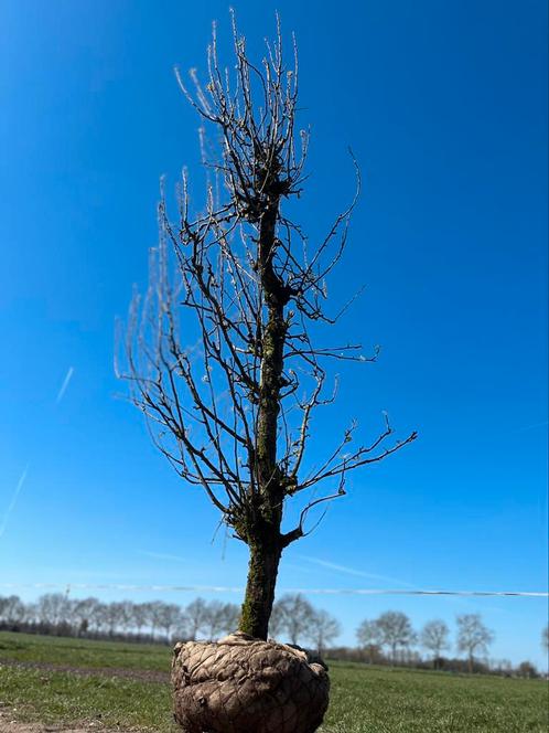 Conference perenbomen deze week in prijs verlaagd, Tuin en Terras, Planten | Fruitbomen, Lente, Ophalen of Verzenden