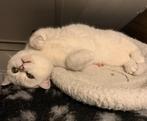 Zilveren schoonheid Chloë-Britse Korthaar met goud hartje💛, Dieren en Toebehoren, Katten en Kittens | Raskatten | Korthaar, Poes