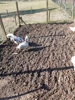 Broedeieren bonte leghorn, Dieren en Toebehoren, Pluimvee, Geslacht onbekend, Kip
