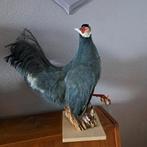 Blauwe oorfazant taxidermie, Verzamelen, Dierenverzamelingen, Ophalen of Verzenden, Zo goed als nieuw, Vogel, Opgezet dier