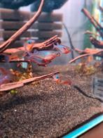 Te koop! Jongen van het Daisy rijstvisje - Oryzias woworae, Dieren en Toebehoren, Vissen | Aquariumvissen, Vis, Zoetwatervis, Schoolvis