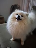 ✨Mooie pomeriaan dekreu✨niet te koop, Rabiës (hondsdolheid), Reu, Eén hond, 3 tot 5 jaar