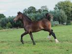 Mooi Welsh sectie C hengstveulen, Dieren en Toebehoren, Paarden, Hengst, Minder dan 160 cm, 0 tot 2 jaar