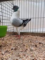 Duitse modena, Dieren en Toebehoren, Vogels | Duiven, Meerdere dieren, Overige soorten