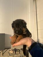 Duitse Herder Pups met Stamboom!, Dieren en Toebehoren, Honden | Herdershonden en Veedrijvers, 8 tot 15 weken, Meerdere, Meerdere dieren