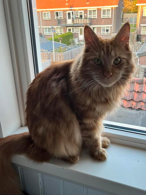 Maine coon kater (5) zoekt een nieuw thuis, Dieren en Toebehoren, Katten en Kittens | Overige Katten