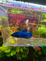 Aquarium vissen Betta vrouwen betta sorority GRATIS, Dieren en Toebehoren, Vissen | Aquariumvissen, Vis