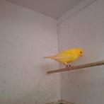 Kanarie man april 2025, Dieren en Toebehoren, Mannelijk, Zangkanarie