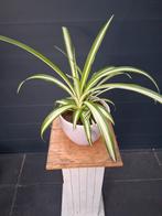 Graslelie in pot, Ophalen, Overige soorten, Halfschaduw, In pot