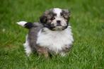 Shih Tzu pups te koop, Dieren en Toebehoren, Honden | Chihuahua's en Gezelschapshonden, Rabiës (hondsdolheid), Meerdere, 8 tot 15 weken