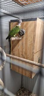 Senegal papegaai / bonte boer koppel, Dieren en Toebehoren, Meerdere dieren, Papegaai