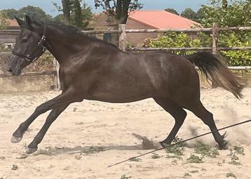 Mooie sjeeke  e pony beschikbaar voor biedingen