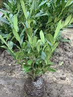Laurierhaag Caucasica in pot NU IN DE AANBIEDING, Ophalen, Liguster, Haag, Minder dan 100 cm