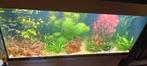 aquaria juwel Rio 180, Ophalen, Gebruikt, Leeg aquarium