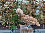 Hennen Nederlandse Baardkuifhoen en Hollandse Kuifhoenkriel, Dieren en Toebehoren, Vrouwelijk, Kip