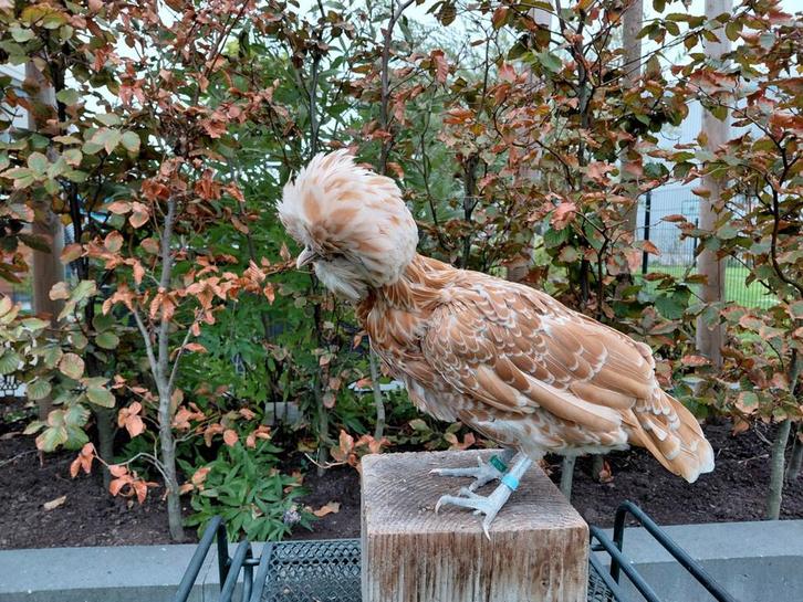 Hennen Nederlandse Baardkuifhoen en Hollandse Kuifhoenkriel, Dieren en Toebehoren, Pluimvee, Kip, Vrouwelijk