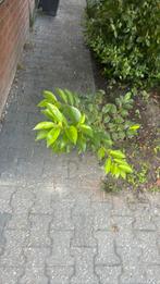 Grsris tuinplant, Tuin en Terras, Planten | Tuinplanten, Ophalen of Verzenden, Zomer, Overige soorten, Halfschaduw