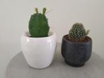 Twee bloempotjes met een cactus, Ophalen, Cactus, Minder dan 100 cm