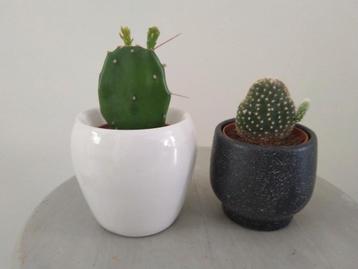Twee bloempotjes met een cactus  beschikbaar voor biedingen
