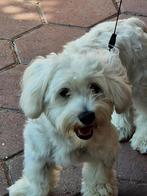 Maltezer pups, Particulier, Rabiës (hondsdolheid), 15 weken tot 1 jaar, Buitenland