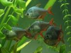 Gezocht, groepsvissen, Dieren en Toebehoren, Vissen | Aquariumvissen, Vis