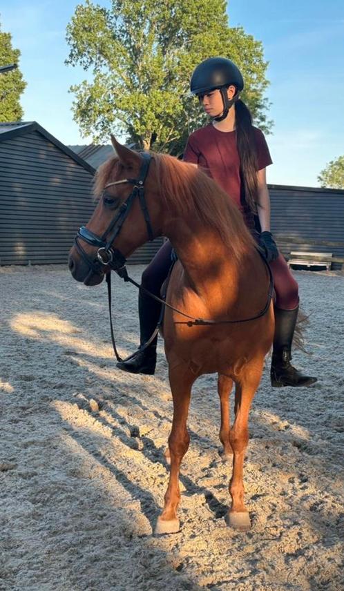 Bijrijder/verzorger aangeboden omgeving Rotterdam!!!!, Dieren en Toebehoren, Paarden en Pony's | Verzorgingsproducten, Ophalen of Verzenden